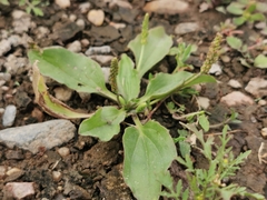Plantago major