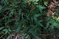 Pseudechinolaena polystachya