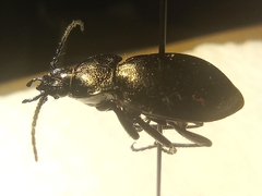 Carabus monticola