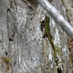 Phelsuma cepediana