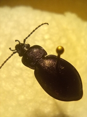 Carabus monticola