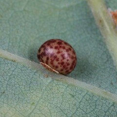 Neuroterus anthracinus