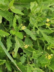 Rorippa palustris