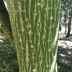 Acer davidii