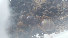 Myrmecocystus testaceus