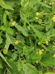 Rorippa palustris