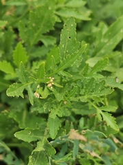 Rorippa palustris