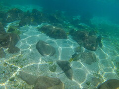 Prionurus laticlavius