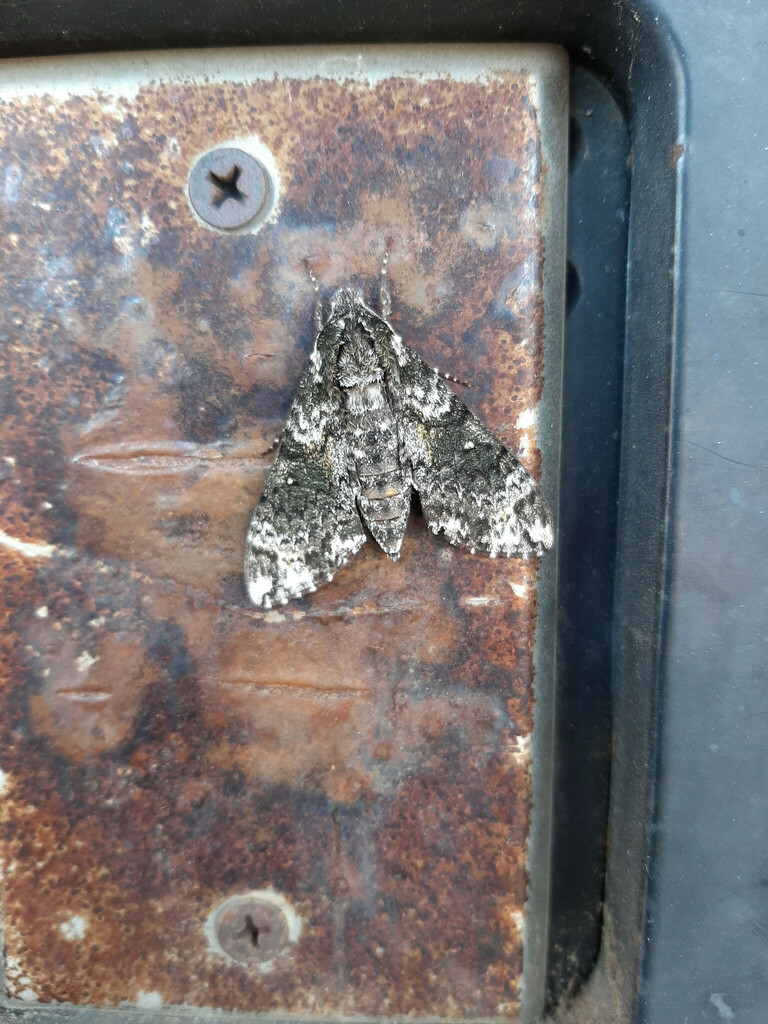 Pawpaw Sphinx from Tyler, TX, USA on August 09, 2022 at 11:33 AM by ...