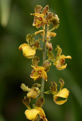 Eulophia friderici image