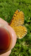 Euphydryas aurinia