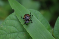 Canthon septemmaculatus