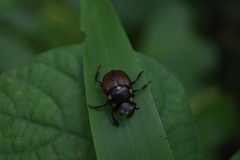 Canthon septemmaculatus