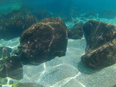 Microspathodon bairdii