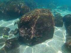 Microspathodon bairdii