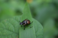 Canthon septemmaculatus