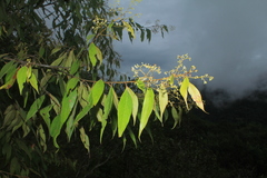 Nectandra cuspidata