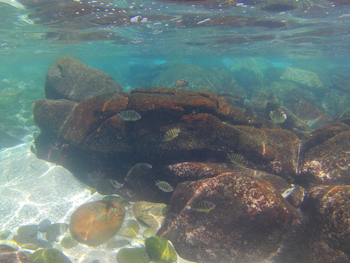 petaca mexicana