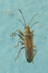 Paromius gracilis