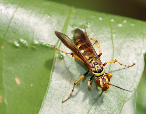 Interrupted Spider Wasp photo 4