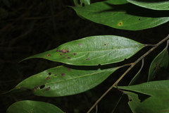 Nectandra cuspidata