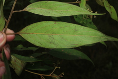 Nectandra cuspidata