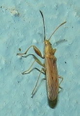 Paromius gracilis