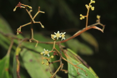 Nectandra cuspidata