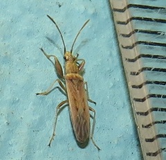 Paromius gracilis