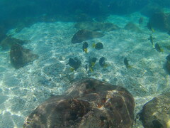 Prionurus laticlavius