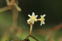 Nectandra cuspidata
