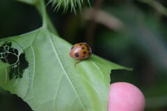 Epilachna tredecimnotata