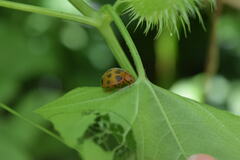 Epilachna tredecimnotata