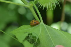 Epilachna tredecimnotata