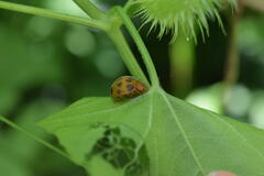 Epilachna tredecimnotata