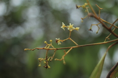 Nectandra cuspidata