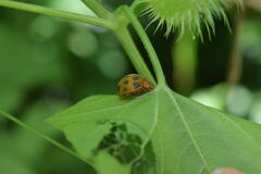 Epilachna tredecimnotata