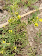Rorippa palustris