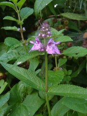 Stachys palustris