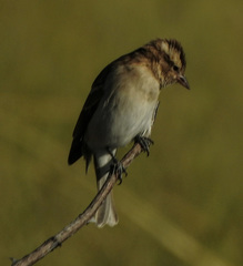 Gymnoris superciliaris
