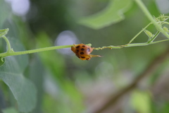 Epilachna tredecimnotata