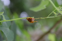 Epilachna tredecimnotata