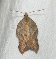Acleris emargana