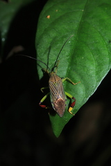 Melucha lineatella