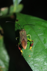 Melucha lineatella