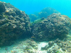 Thalassoma lucasanum