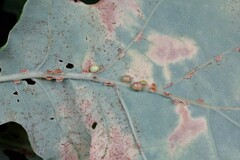 Neuroterus anthracinus