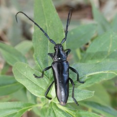 Stenaspis solitaria