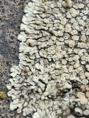 Protoparmeliopsis muralis