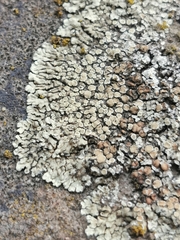 Protoparmeliopsis muralis